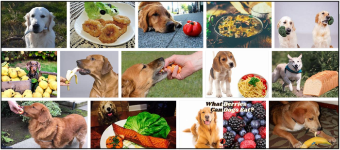 Can Dogs Safely Eat Calamari? Expert Guidance Inside
