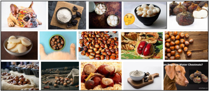 Are Water Chestnuts Safe for Dogs? Expert Answers for a Healthy Diet