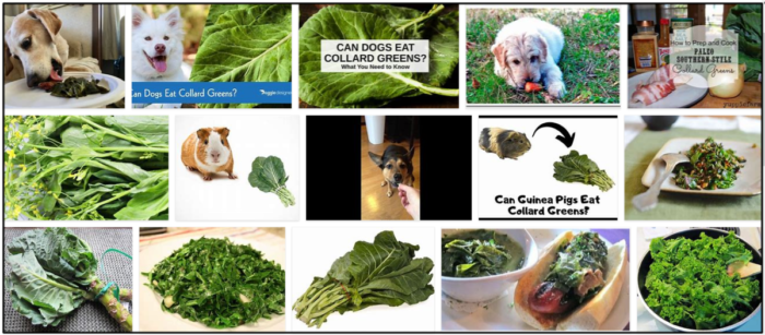 Are Collard Greens Safe for Dogs? Expert Guidance on Feeding Your Furry Friend