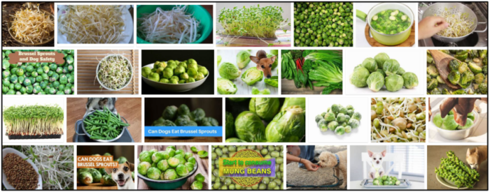 Can Dogs Safely Eat Bean Sprouts? Expert Feeding Guide