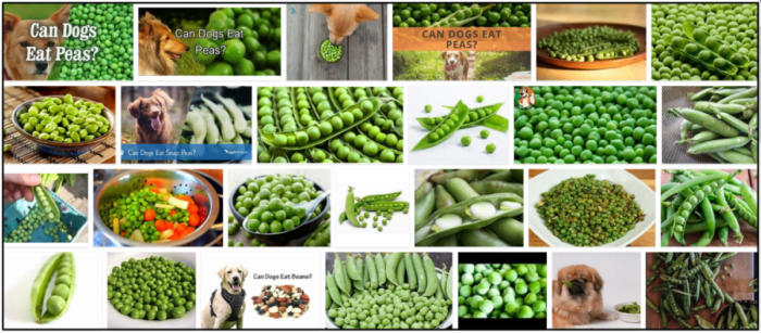 Can Dogs Eat Green Peas? Essential Guidelines You Need to Know