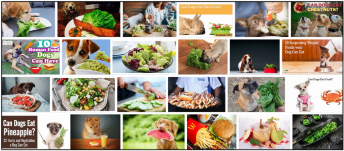 Is Salad Safe for Dogs? A Guide to Healthy Greens
