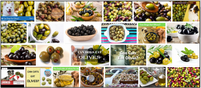 Can Dogs Safely Eat Green Olives? Trusted Guidance for Healthy Treats