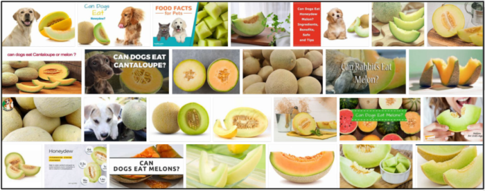 Can Dogs Safely Enjoy Honeydew Melon? Benefits & Feeding Tips