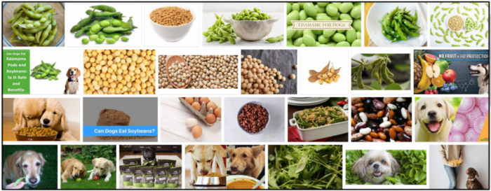 Can Dogs Safely Eat Soybeans? Expert Tips for Healthy Feeding