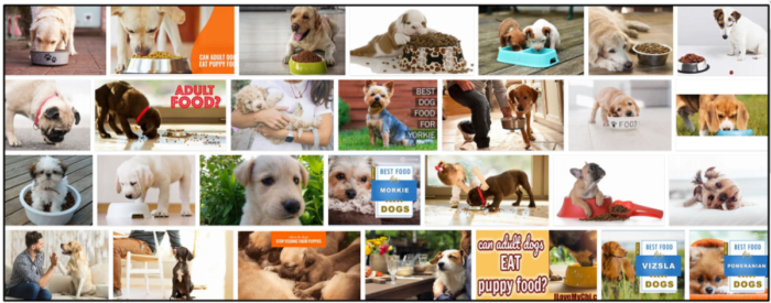 Can Adult Dogs Safely Eat Puppy Food? Expert Answers