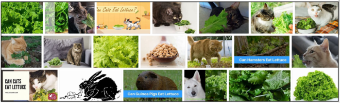 Are Lettuce Safe for Cats? A Trusted Guide to What’s OK and What’s Not