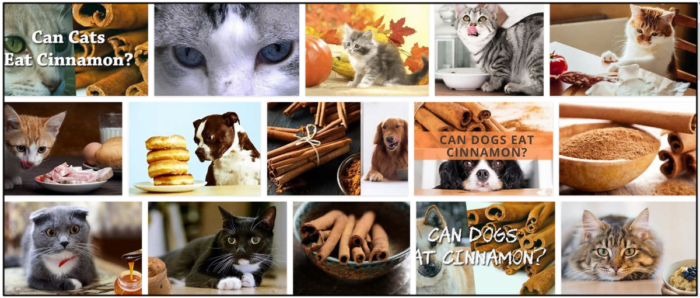 Is Cinnamon Safe for Cats? Learn the Benefits and Risks