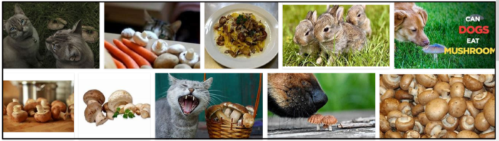 Can Cats Safely Eat Mushrooms? Understanding the Risks and Benefits
