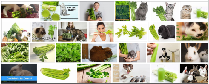 Is Celery Safe for Cats? Expert Insights on Nutritional Benefits