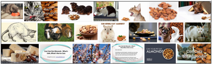 Are Almonds Safe for Cats? What You Need to Know