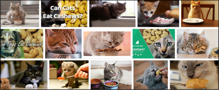 Are Cashews Safe for Cats? Expert Insights on Benefits and Risks