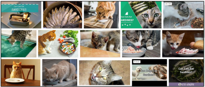Can Cats Safely Enjoy Sardines? What You Need to Know