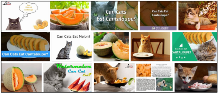 Can Cats Safely Eat Cantaloupe? Expert Guide