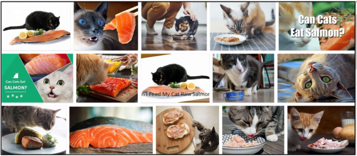 Is Salmon Safe for Cats? Benefits, Risks, and Feeding Guidelines