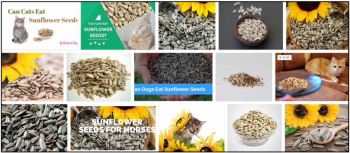Are Sunflower Seeds Safe for Cats? What You Need to Know