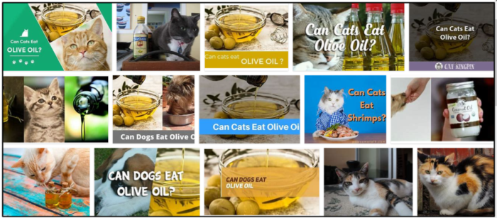 Is Olive Oil Safe for Cats? Expert Guidance on Feeding Your Feline