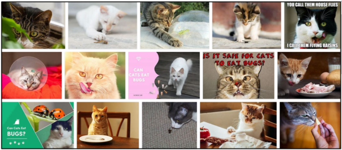 Are Insects Safe for Cats? A Guide to Feeding Bugs to Your Feline Companion