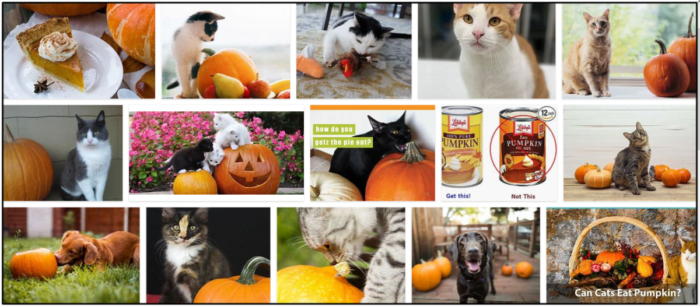 Can Cats Safely Eat Pumpkin Pie? Here’s What You Need to Know