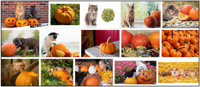 Can Cats Safely Eat Pumpkin Seeds? Expert Tips for Feline Nutrition