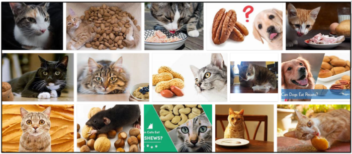 Are Pecans Safe for Cats? Health Tips & Preference Guide
