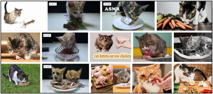 Can Cats Safely Eat Raw Squid? Expert Insights & Tips