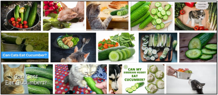 Is Cucumber Safe for Cats? Essential Facts for Pet Owners