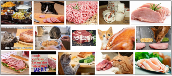 Can Cats Safely Eat Lunch Meat? Key Feeding Tips and Health Risks