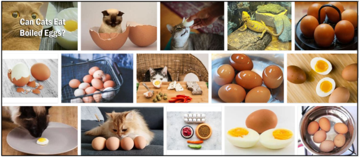 Can Cats Safely Eat Hard-Boiled Eggs? Expert Vet Advice & Nutritional Tips