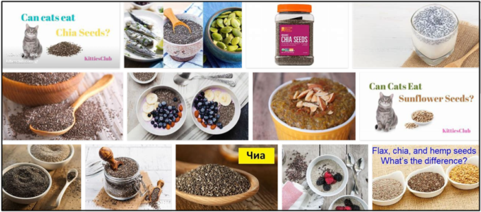 Are Chia Seeds Safe for Cats? Expert Guidance on Your Pet’s Diet