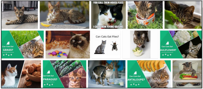 Do Cats Consume Flies? Health Impacts and Safety Considerations
