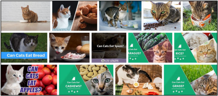 Can Cats Safely Eat Spam? Expert Answers for a Healthy Diet