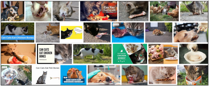 Are Bones Safe for Cats? Expert Advice on Proper Feeding