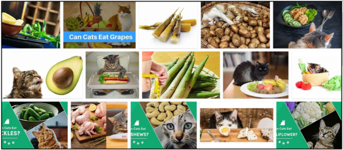 Is Bamboo Safe for Cats? Benefits, Risks, and Feeding Guidelines