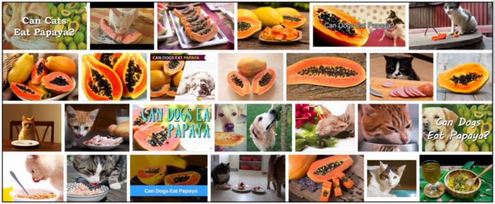 Can Cats Safely Eat Papaya? Essential Nutrition & Feeding Guidelines