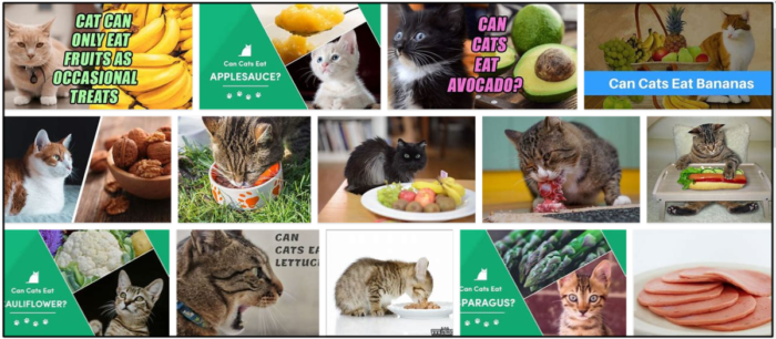Can Cats Safely Eat Bologna? Expert Guide to Feeding Your Feline