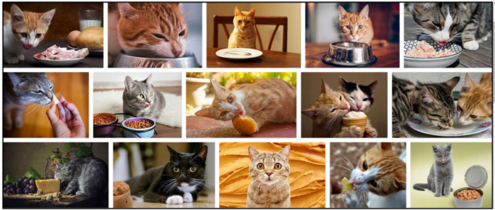 Are Anchovies Safe for Cats? Health Benefits, Risks, and Feeding Tips