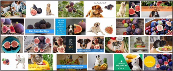 Are Figs Safe for Cats? Expert Guidance for Healthy Feeding