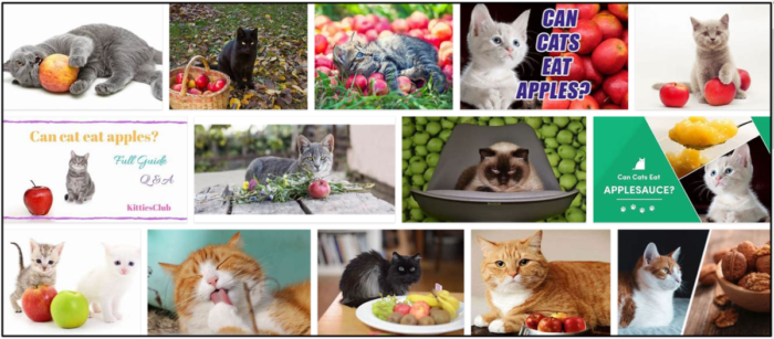 Are Apples Safe for Cats? Expert Guidance & Truth Revealed