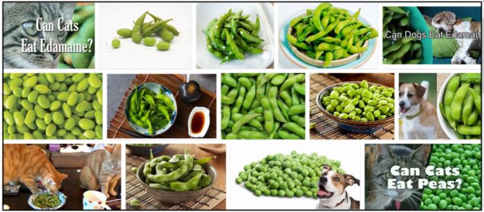 Can Cats Safely Consume Edamame? A Veterinary Guide