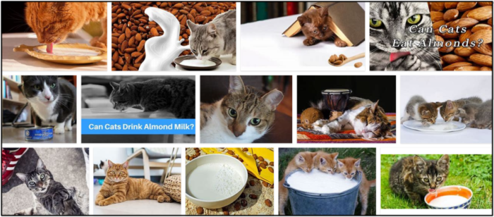 Is Almond Milk Safe for Cats? Benefits, Risks, and Alternatives