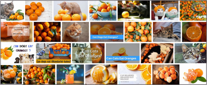 Can Cats Safely Consume Mandarin Oranges? A Complete Guide