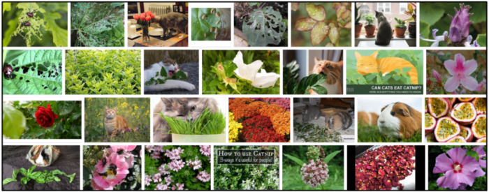 Can Cats Safely Eat Rose Leaves? A Comprehensive Owner’s Guide