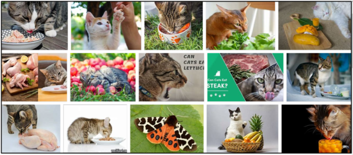 Are Moths Safe for Cats? A Guide to Health Risks & Benefits