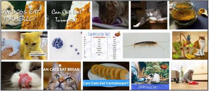 Is Turmeric Safe for Cats? Expert Insights & Safety Guidelines