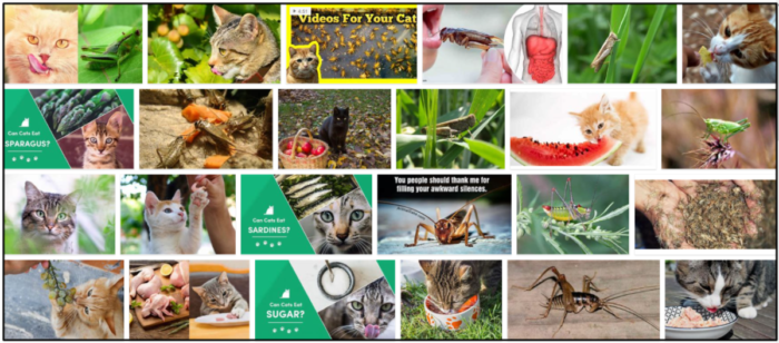 Are Crickets Safe for Cats? Benefits, Risks, and Feeding Guidelines