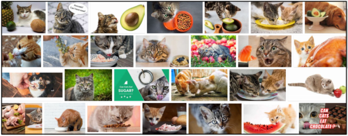 Is Guacamole Safe for Cats? What You Need to Know