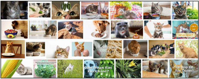 Cats & Zucchini: Safe, Nutritious, and How to Serve