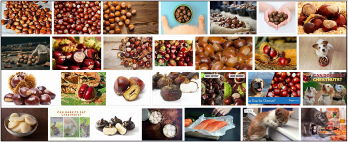 Can Cats Safely Eat Chestnuts? A Practical Guide for Pet Owners