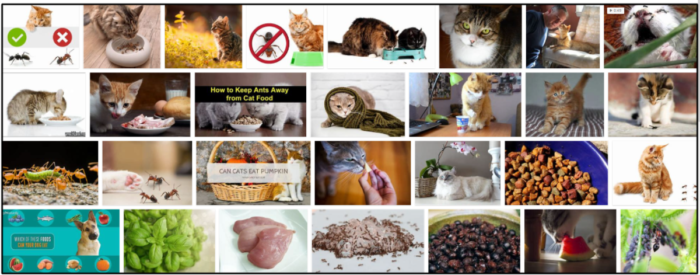 Can Cats Safely Eat Ants? A Complete Guide to Feeding and Risks
